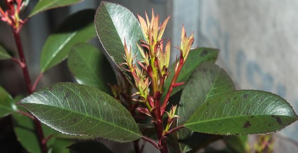 Rubber Plant to Fight Indoor Air Pollution