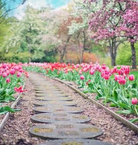 Gardening Tips for Beginners - Kitchen Gardening Tips - Balcony Gardening Tips - Container Gardening Tips