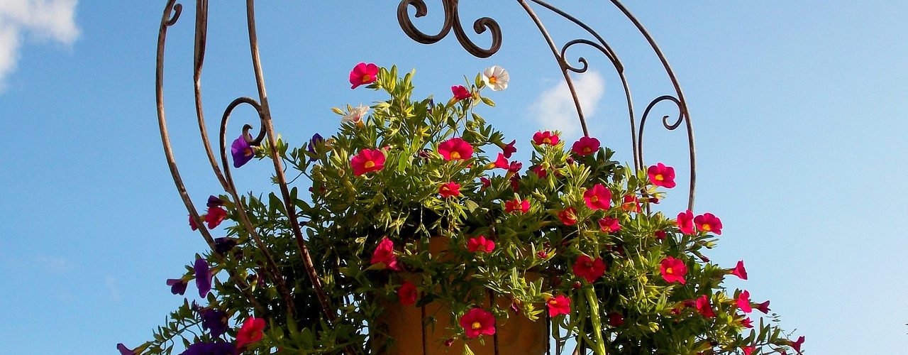 Best Plants for Hanging Baskets