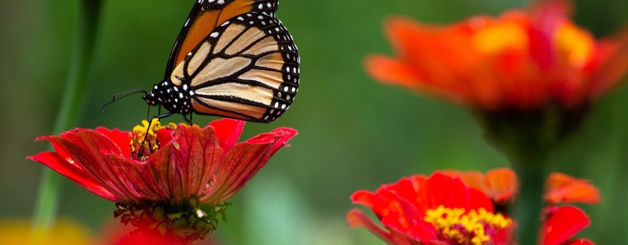 How to Attract Butterflies to your Garden?