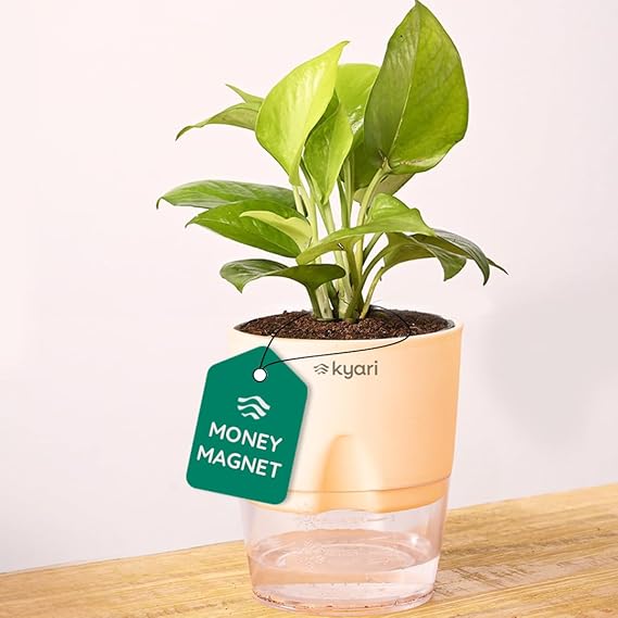 Money Plant = Money Magnet