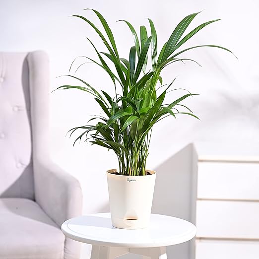 Areca Palm Air Purifier